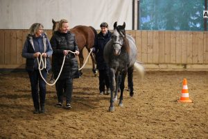 Erfolgreiche Teambildungsmaßnahme im pferdegestützten Coaching