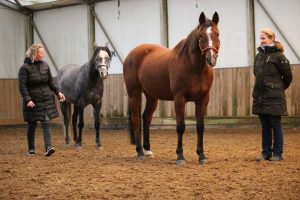 Weiterentwicklung der Persönlichkeit durch pferdegestütztes Coaching